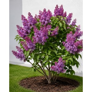 Orgován obyčajný (Syringa vulgaris) ‘PRINCESSE STURDZA’ - výška 40-50 cm, kont. C2L
